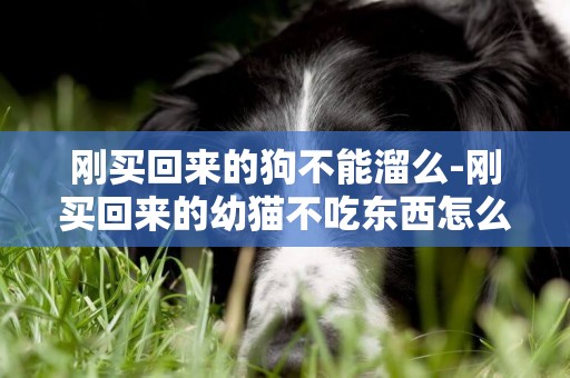 剛買回來的狗不能溜么-剛買回來的幼貓不吃東西怎么辦