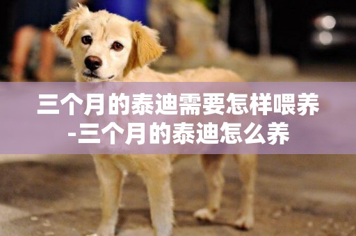 三個月的泰迪需要怎樣喂養-三個月的泰迪怎么養