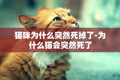 貓咪為什么突然死掉了-為什么貓會突然死了