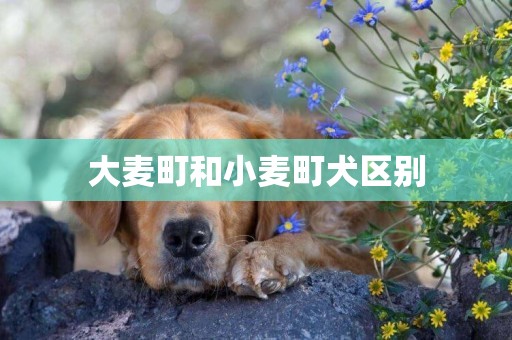 大麥町和小麥町犬區別