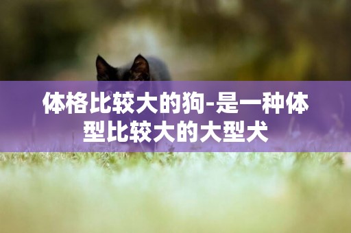 體格比較大的狗-是一種體型比較大的大型犬