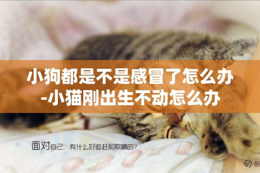 小狗都是不是感冒了怎么辦-小貓剛出生不動怎么辦