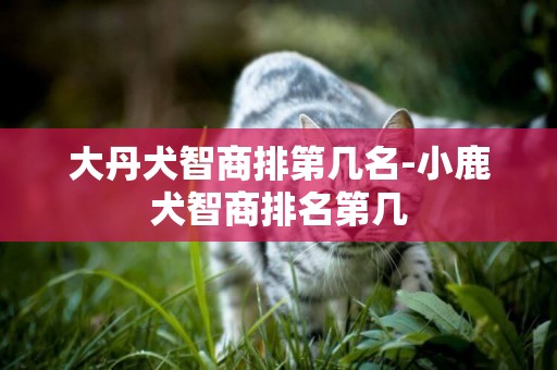 大丹犬智商排第幾名-小鹿犬智商排名第幾