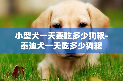 小型犬一天要吃多少狗糧-泰迪犬一天吃多少狗糧