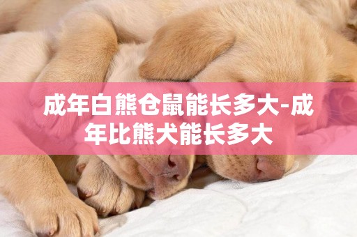 成年白熊倉鼠能長多大-成年比熊犬能長多大