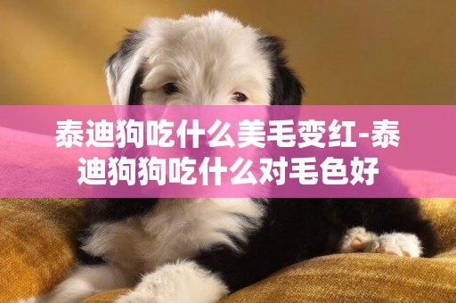 泰迪狗吃什么美毛變紅-泰迪狗狗吃什么對毛色好
