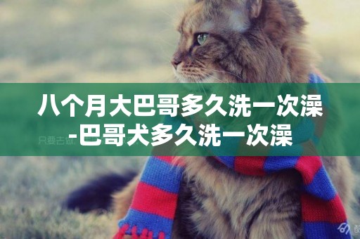 八個月大巴哥多久洗一次澡-巴哥犬多久洗一次澡