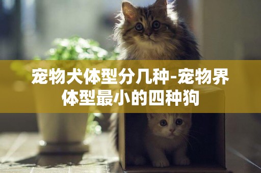 寵物犬體型分幾種-寵物界體型最小的四種狗