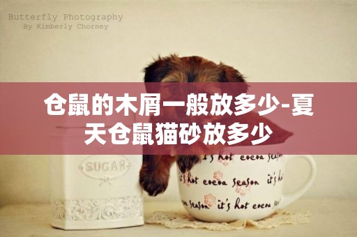 倉鼠的木屑一般放多少-夏天倉鼠貓砂放多少