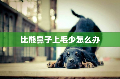 比熊鼻子上毛少怎么辦