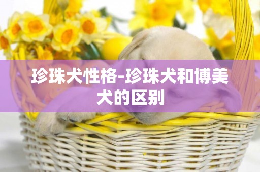 珍珠犬性格-珍珠犬和博美犬的區別