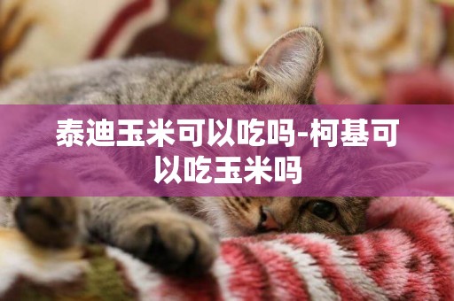 泰迪玉米可以吃嗎-柯基可以吃玉米嗎