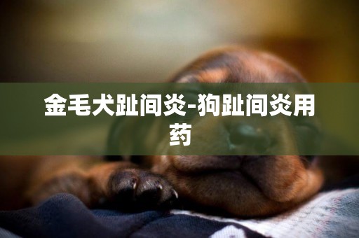 金毛犬趾間炎-狗趾間炎用藥