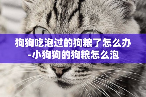 狗狗吃泡過的狗糧了怎么辦-小狗狗的狗糧怎么泡