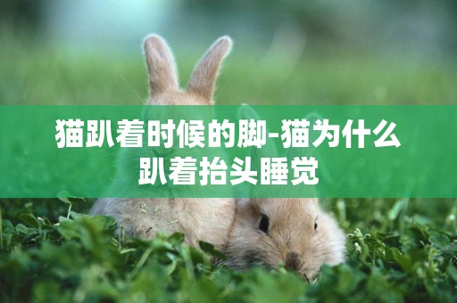 貓趴著時候的腳-貓為什么趴著抬頭睡覺