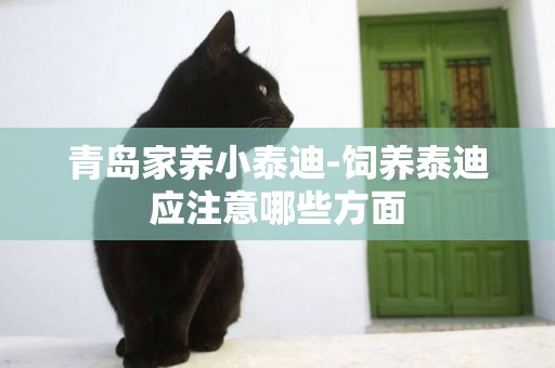 青島家養小泰迪-飼養泰迪應注意哪些方面