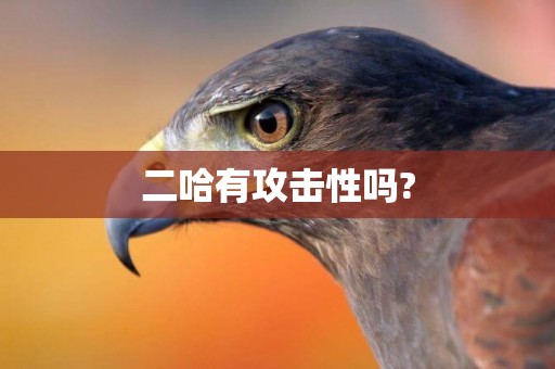 二哈有攻擊性嗎?