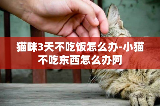 貓咪3天不吃飯怎么辦-小貓不吃東西怎么辦阿