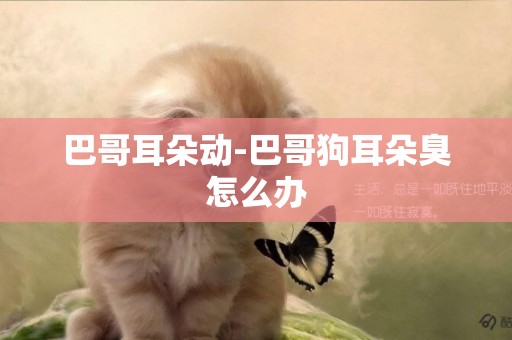 巴哥耳朵動-巴哥狗耳朵臭怎么辦