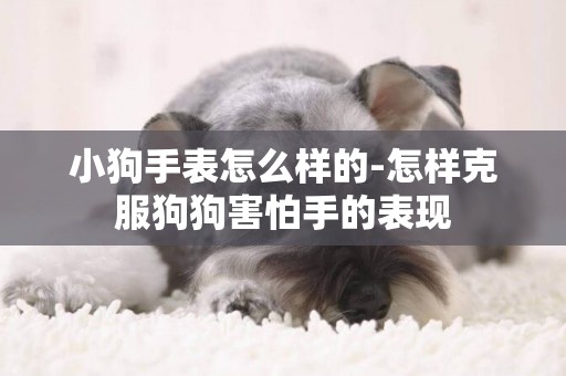 小狗手表怎么樣的-怎樣克服狗狗害怕手的表現