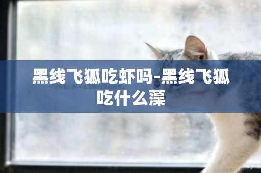 黑線飛狐吃蝦嗎-黑線飛狐吃什么藻
