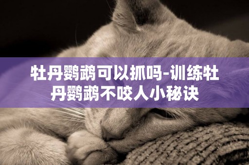 牡丹鸚鵡可以抓嗎-訓練牡丹鸚鵡不咬人小秘訣