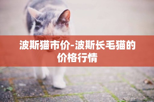 波斯貓市價-波斯長毛貓的價格行情