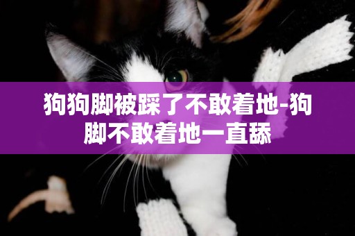 狗狗腳被踩了不敢著地-狗腳不敢著地一直舔