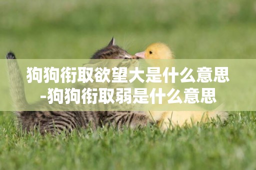 狗狗銜取欲望大是什么意思-狗狗銜取弱是什么意思