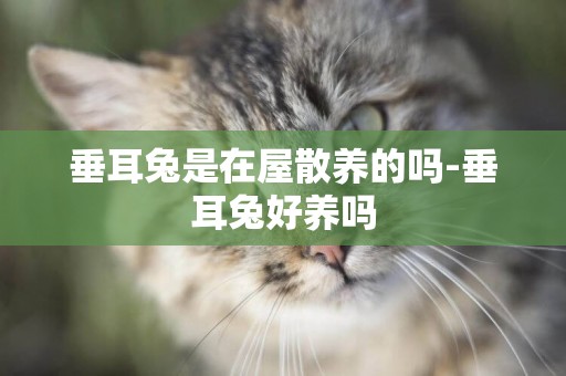 垂耳兔是在屋散養的嗎-垂耳兔好養嗎