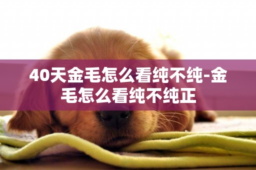 40天金毛怎么看純不純-金毛怎么看純不純正