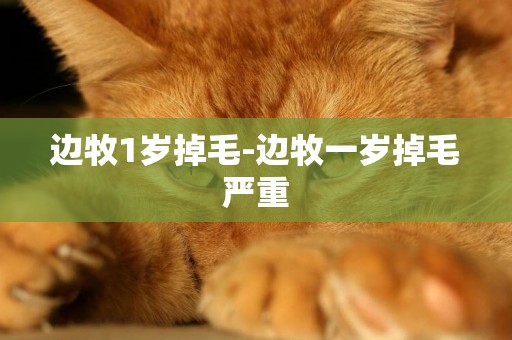 邊牧1歲掉毛-邊牧一歲掉毛嚴重