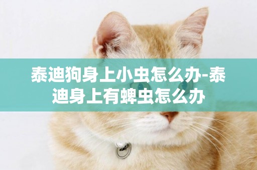泰迪狗身上小蟲怎么辦-泰迪身上有蜱蟲怎么辦