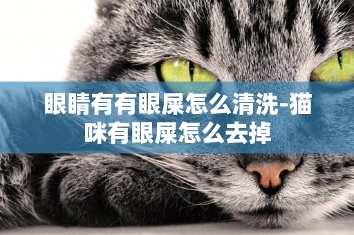 眼睛有有眼屎怎么清洗-貓咪有眼屎怎么去掉