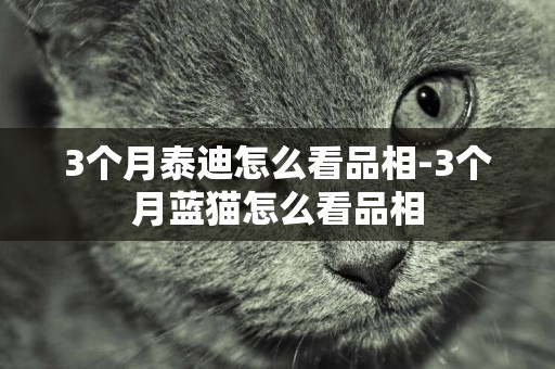 3個月泰迪怎么看品相-3個月藍貓怎么看品相