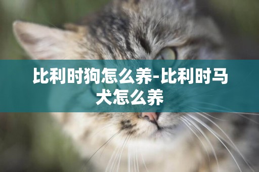 比利時狗怎么養-比利時馬犬怎么養