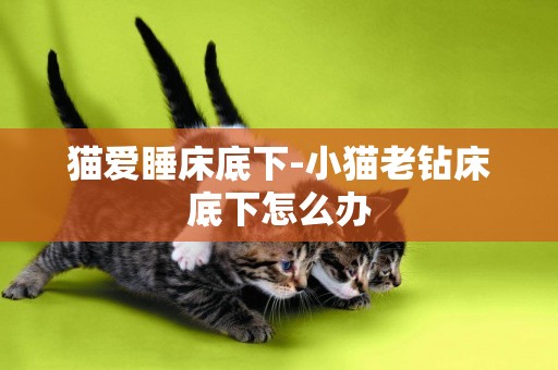 貓愛睡床底下-小貓老鉆床底下怎么辦