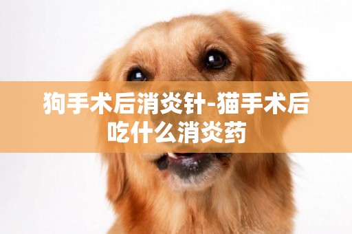 狗手術后消炎針-貓手術后吃什么消炎藥