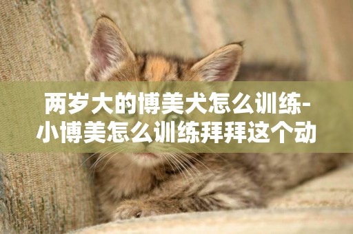 兩歲大的博美犬怎么訓練-小博美怎么訓練拜拜這個動作