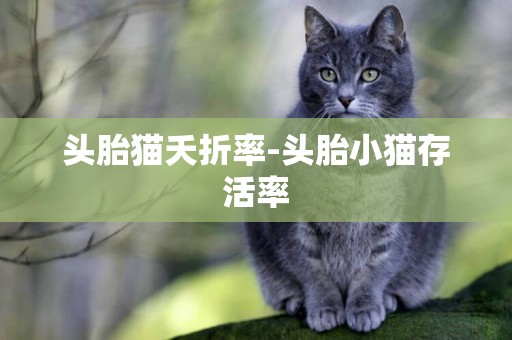頭胎貓夭折率-頭胎小貓存活率