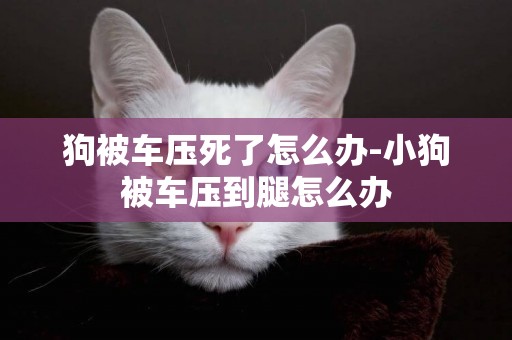 狗被車壓死了怎么辦-小狗被車壓到腿怎么辦