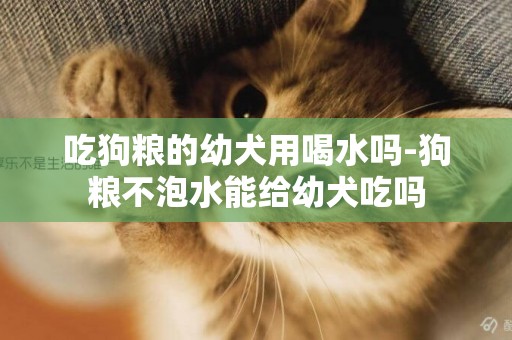 吃狗糧的幼犬用喝水嗎-狗糧不泡水能給幼犬吃嗎