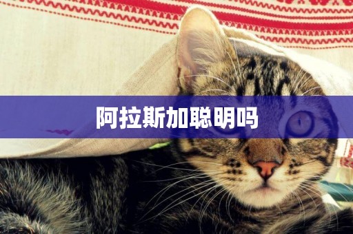 阿拉斯加聰明嗎