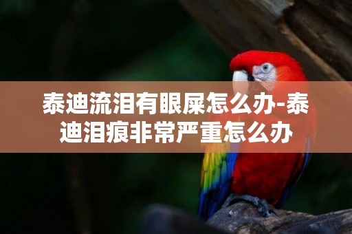 泰迪流淚有眼屎怎么辦-泰迪淚痕非常嚴重怎么辦