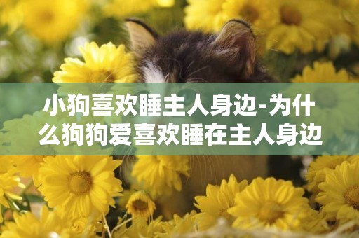 小狗喜歡睡主人身邊-為什么狗狗愛喜歡睡在主人身邊呢