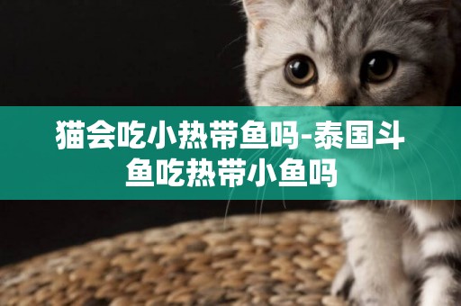 貓會吃小熱帶魚嗎-泰國斗魚吃熱帶小魚嗎