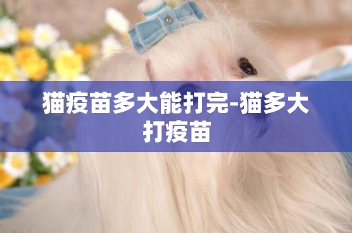 貓疫苗多大能打完-貓多大打疫苗