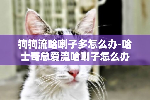 狗狗流哈喇子多怎么辦-哈士奇總愛流哈喇子怎么辦