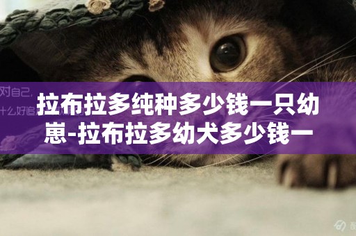 拉布拉多純種多少錢一只幼崽-拉布拉多幼犬多少錢一只