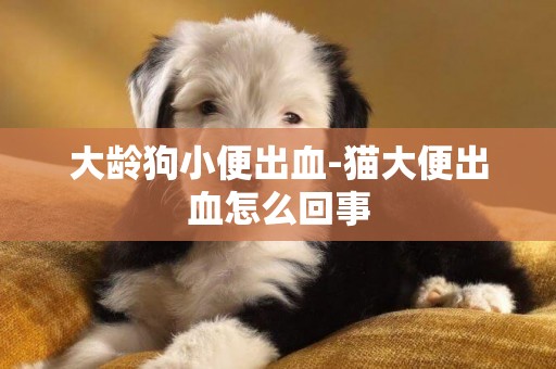 大齡狗小便出血-貓大便出血怎么回事